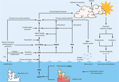 The Potential for Great Barrier Reef Regional Climate Regulation via Dimethylsulfide Atmospheric Oxidation Products